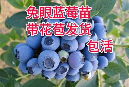 平邑县兔眼蓝莓苗 