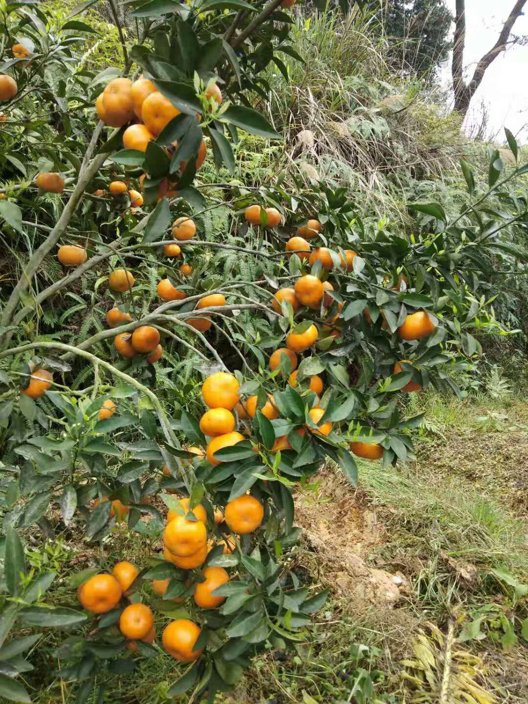 马水桔 3.5 - 4cm 1两以下 