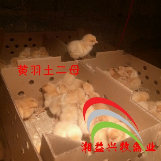 广州土鸡苗 公