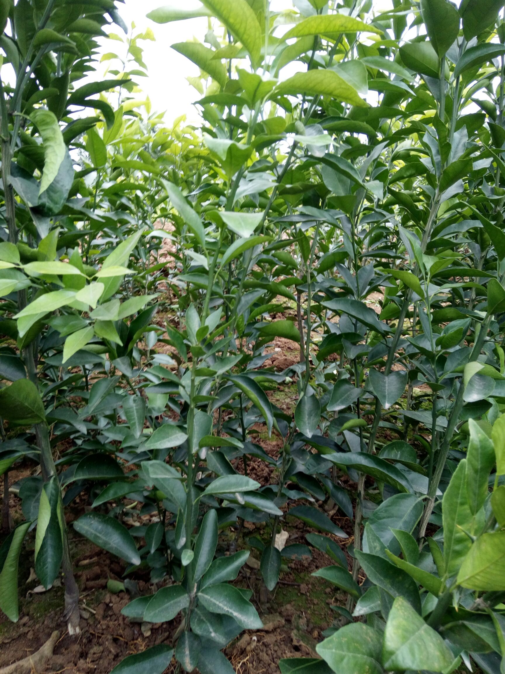 沃柑苗 正宗沃柑味道浓郁，芳香味甜