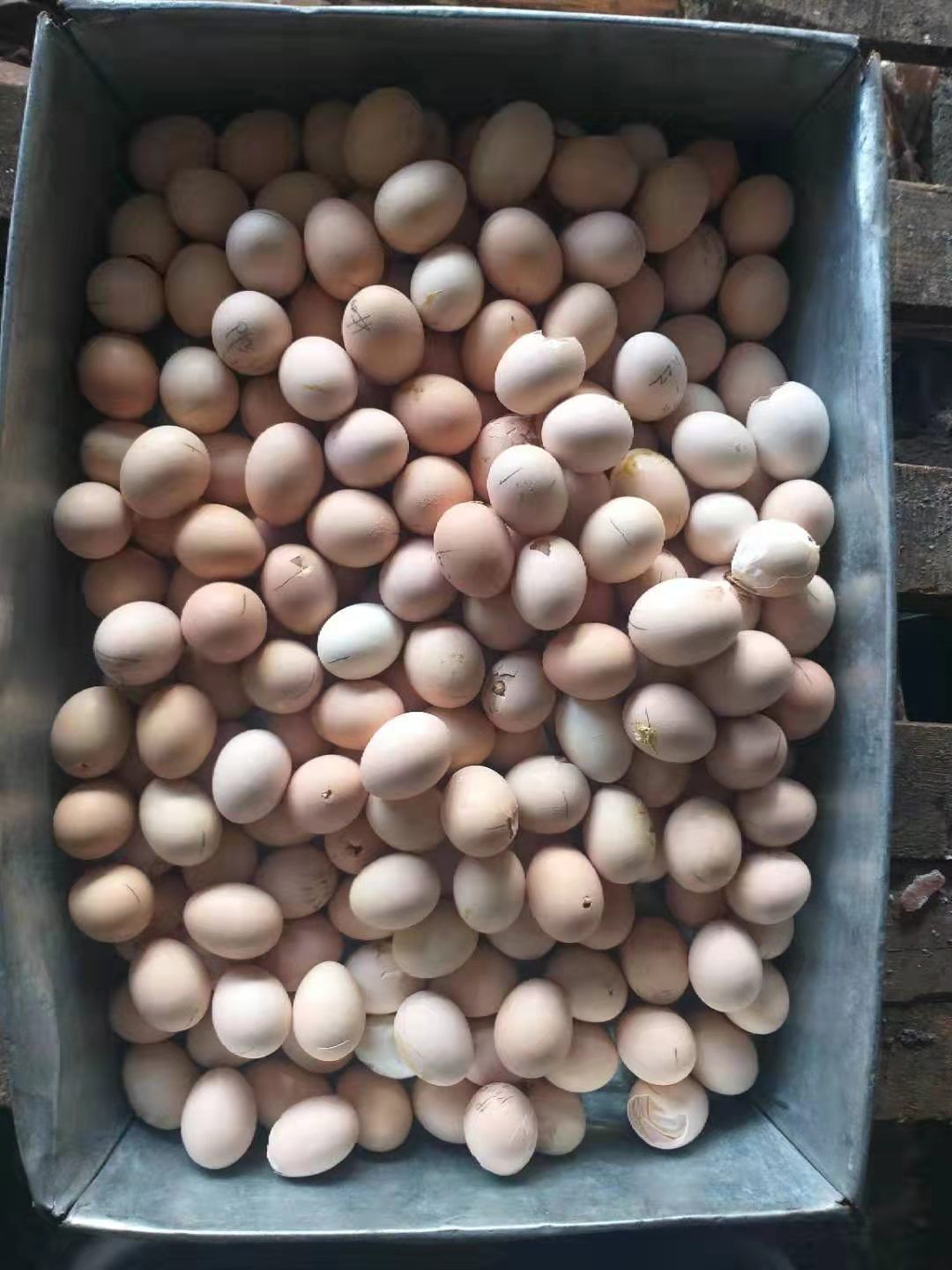 [毛蛋批发]毛蛋 孵化 散装 价格0.9元\/斤 10000斤