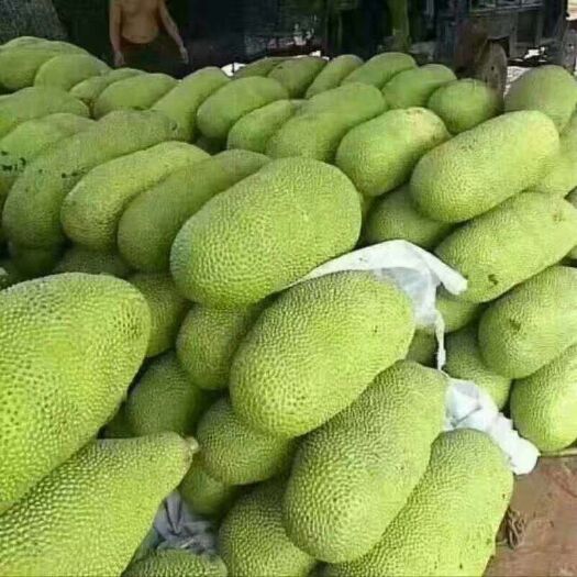 屯昌马来西亚一号菠萝蜜苗 