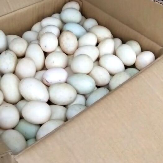浮梁县土鸭蛋 食用 散装 