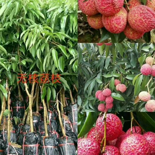 灵山县无核荔枝苗 