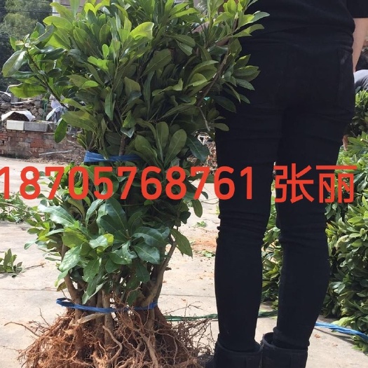 台州3年东魁杨梅树苗 东魁杨梅苗 1.5公分嫁接苗 浙江台州