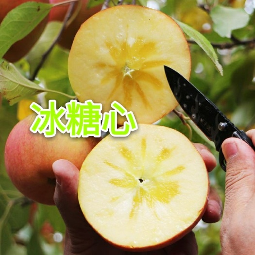 平邑县冰糖心苹果苗 0.5~1米 