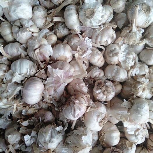 开封杂交大蒜 4.5cm以下 多瓣蒜 