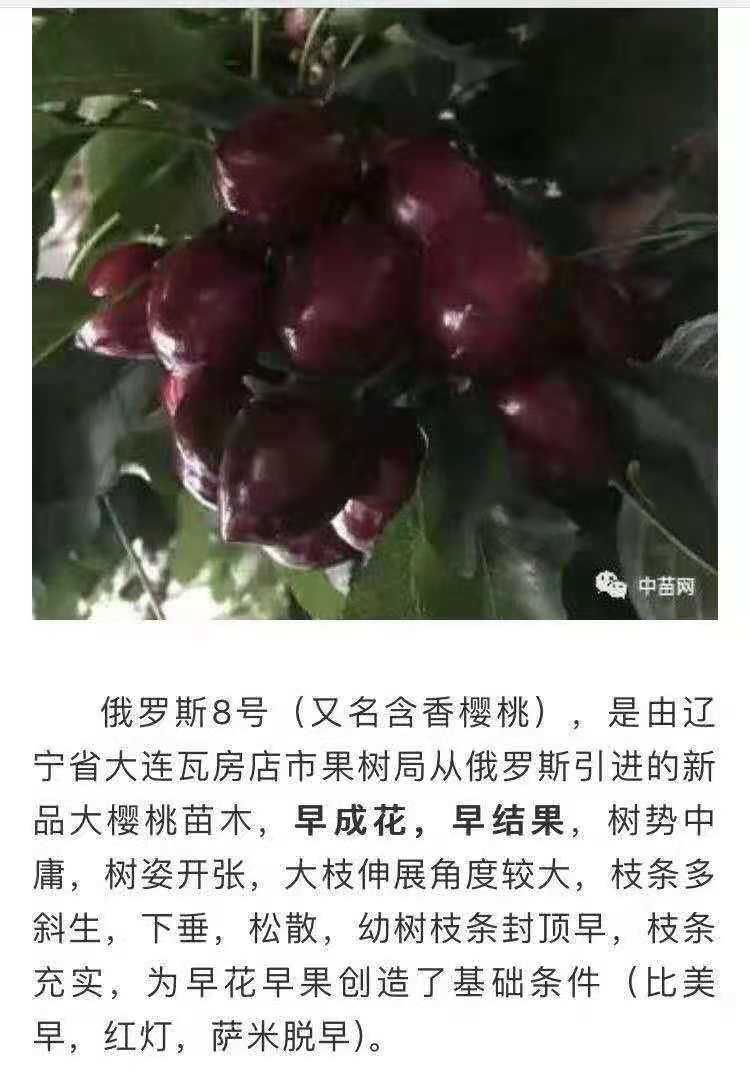 俄罗斯8号樱桃苗  俄罗斯八号大樱桃树苗