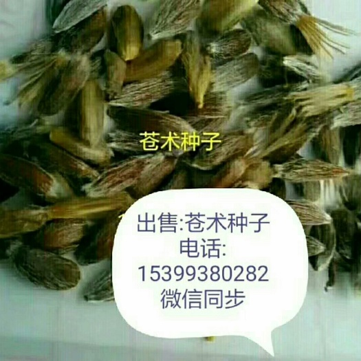 镇安县苍术 