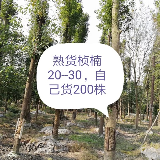 崇州市小叶桢楠 