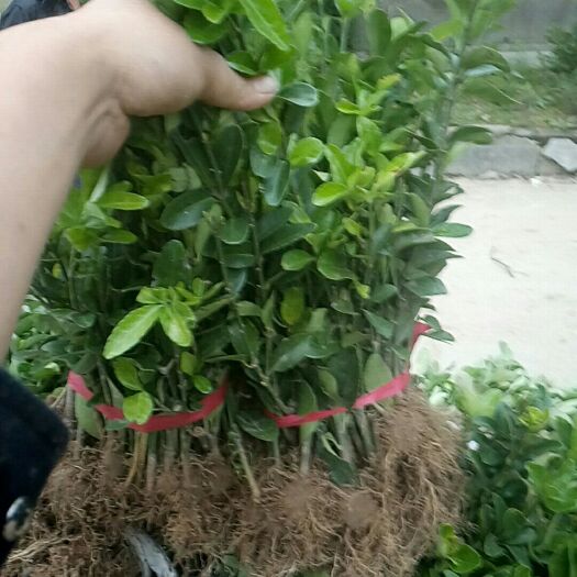 沭阳县小叶黄杨苗 