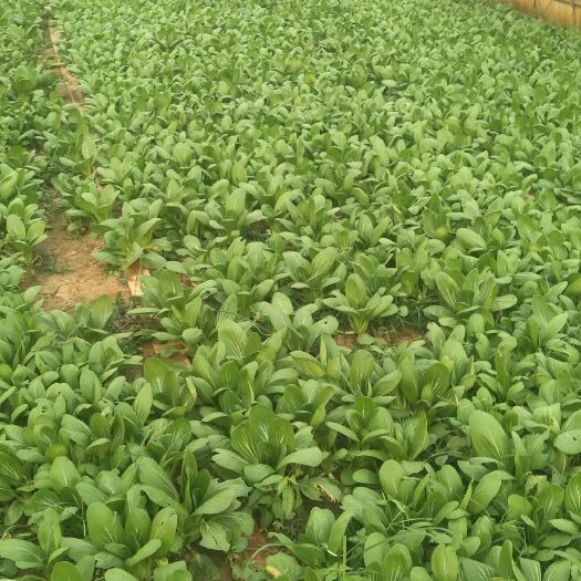 曹县北方小油菜 1两以下 