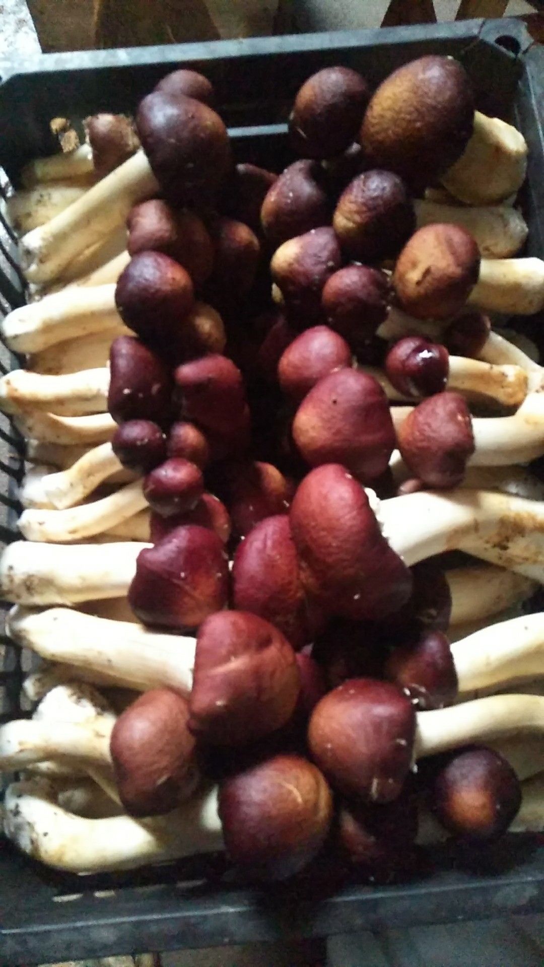 赤松茸 15cm以上 未开伞 鲜货 人工种植 
