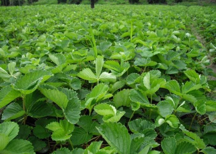 泰安甜查理草莓苗 10~20公分 地栽苗 