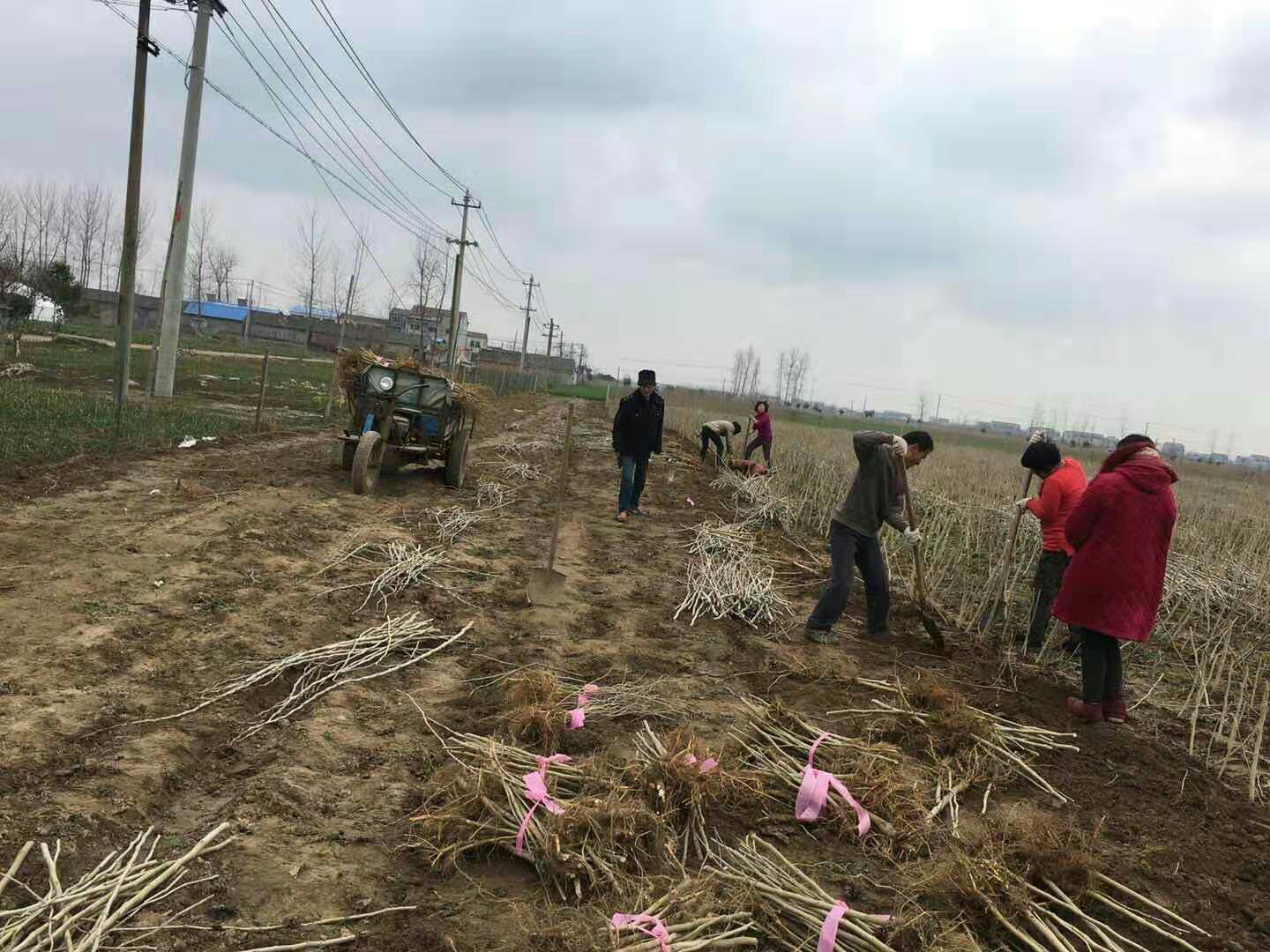 養(yǎng)蠶桑樹苗 