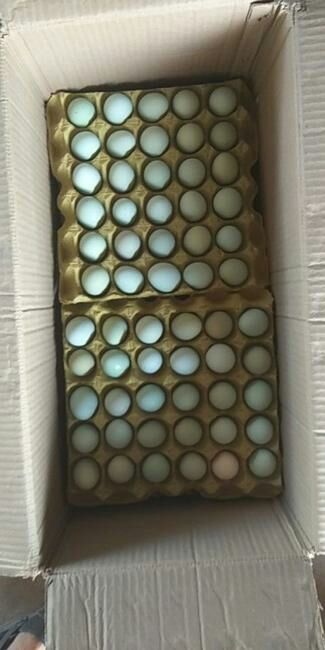 长沙绿壳鸡蛋 食用 箱装 