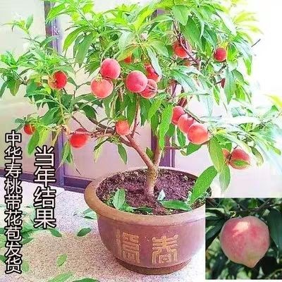 平邑县寿星桃观花盆栽 红花寿星桃树苗  矮化盆栽桃苗  观花吃果 易成活  包邮