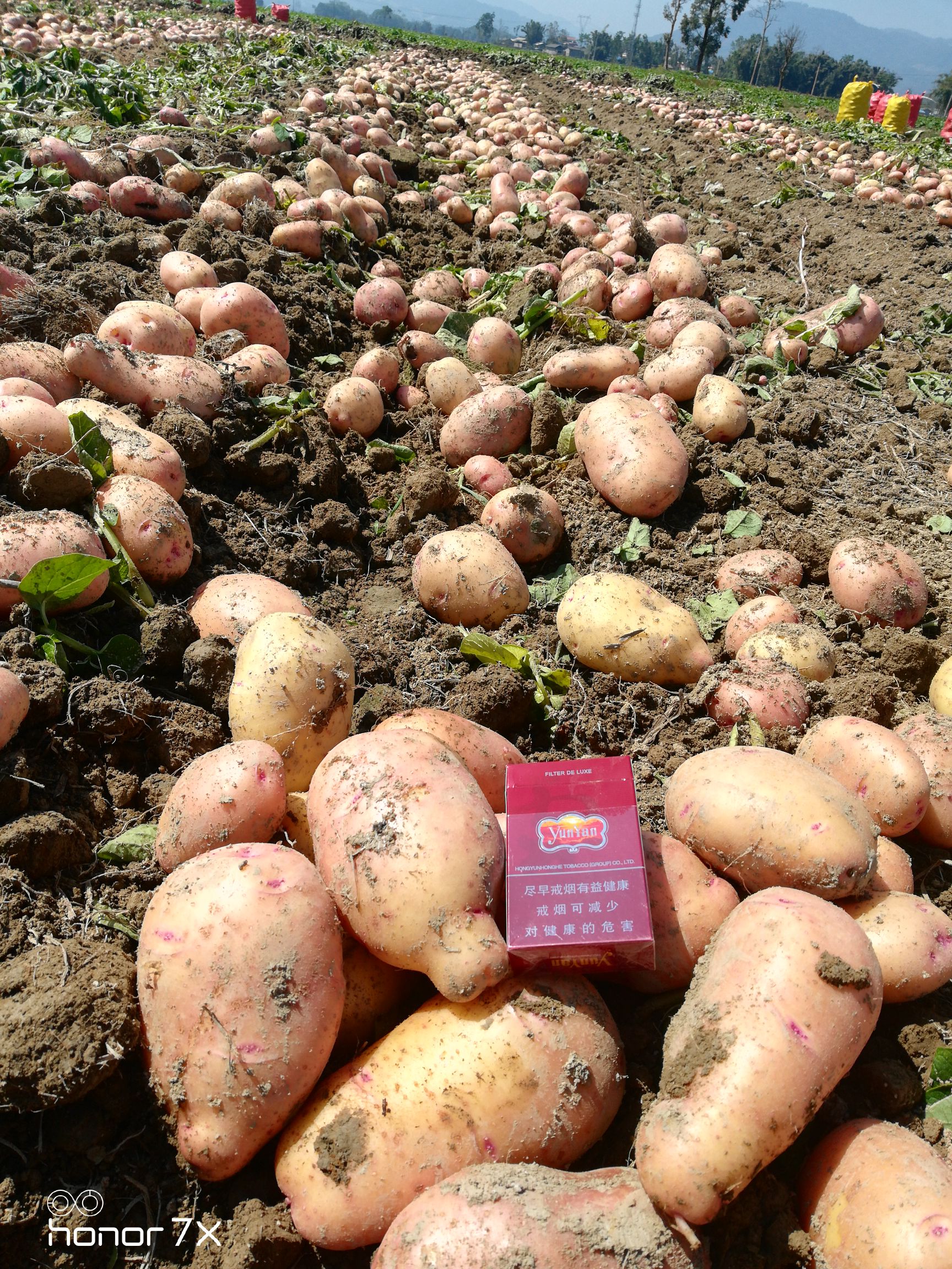 合作88号土豆 3两以上 