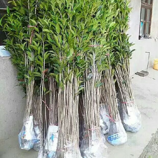 咸宁金桂  八月花树小苗