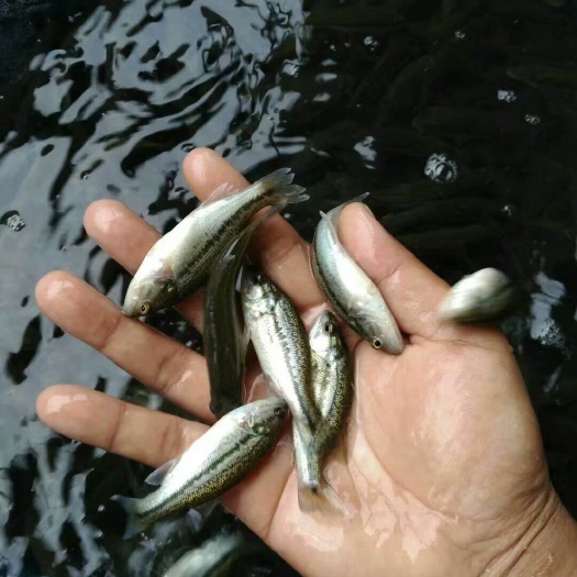 简阳市鲈鱼苗 