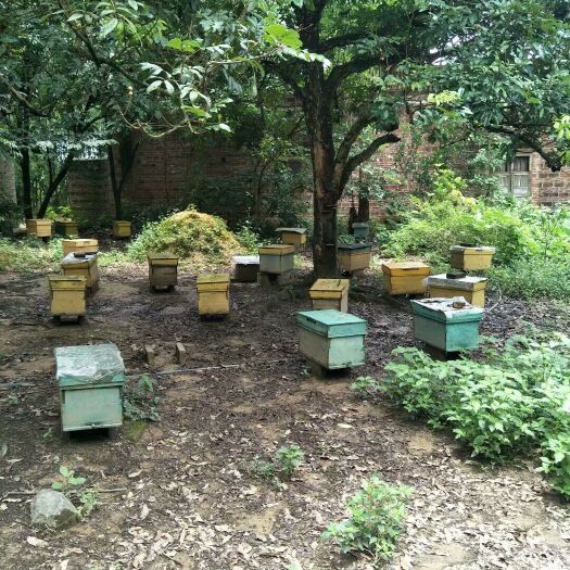 桂平市中蜂  活体中蜂群  按脾计78元一脾价，自提或送货上门