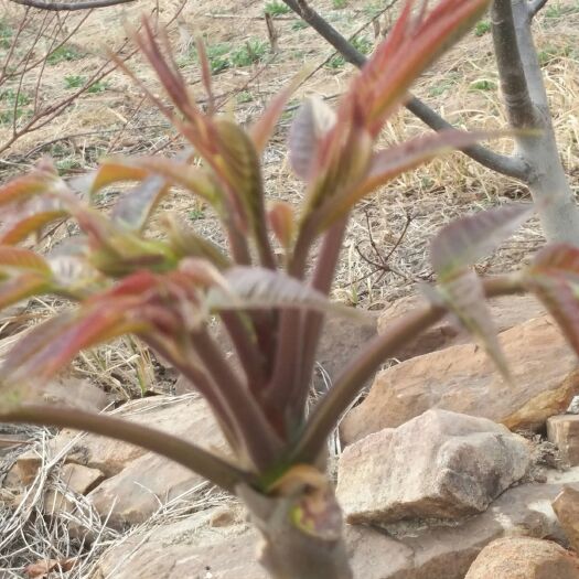 沂南县紫香椿芽 6~9cm 