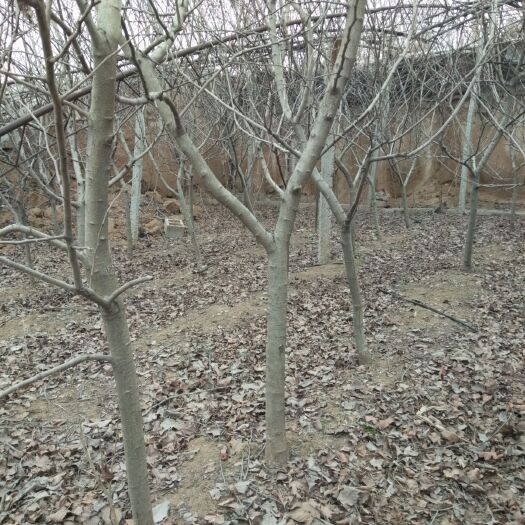 宁阳县大金星山楂树苗 