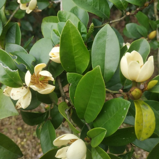 郁南县白花含笑 