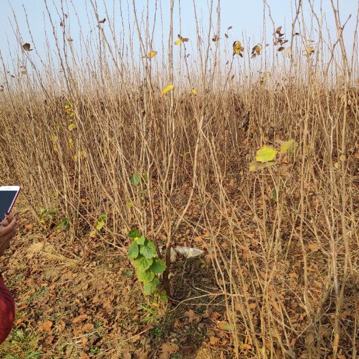 青州市平欧榛子苗 2公分以下 