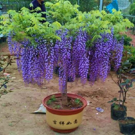 沭阳县丰花紫藤 1公分以下 1~1.5米
