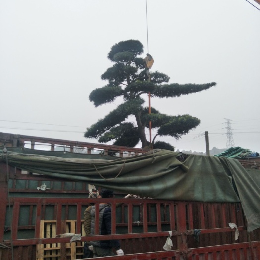 株洲普通罗汉松