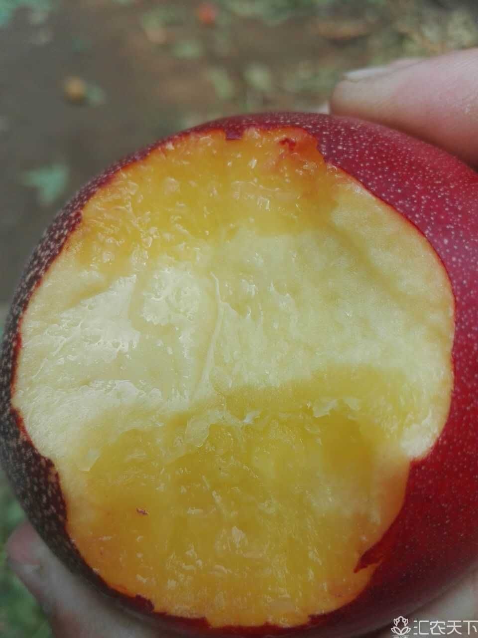 中油19油桃  中油19号油桃苗特早熟品种，产地直发。