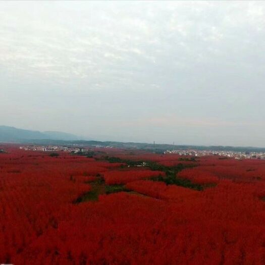 迁安市美国红枫苗 