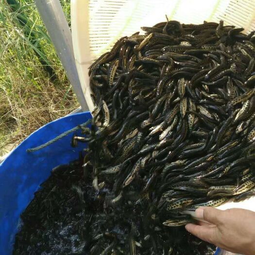 简阳市乌鱼苗 