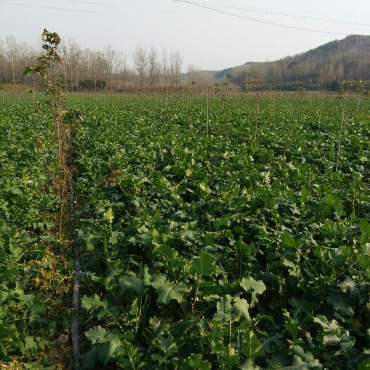 鲁山县青萝卜 2~2.5斤 