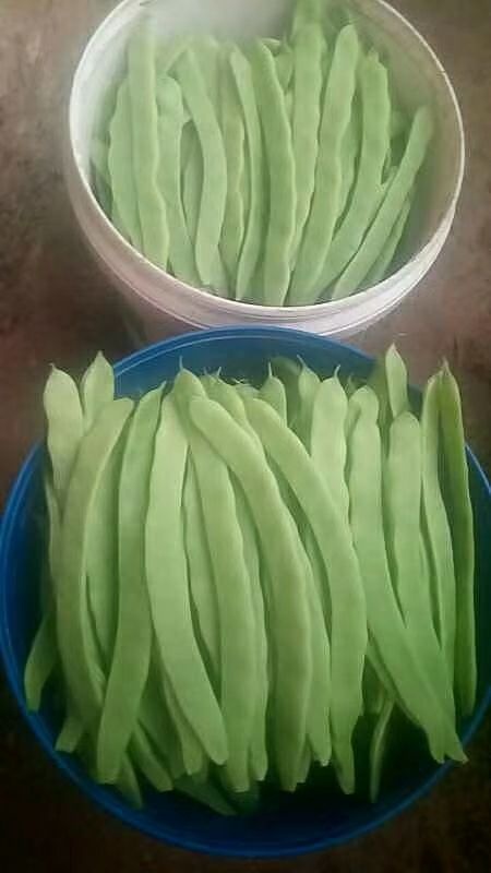 莘县绿扁豆 扁豆荚