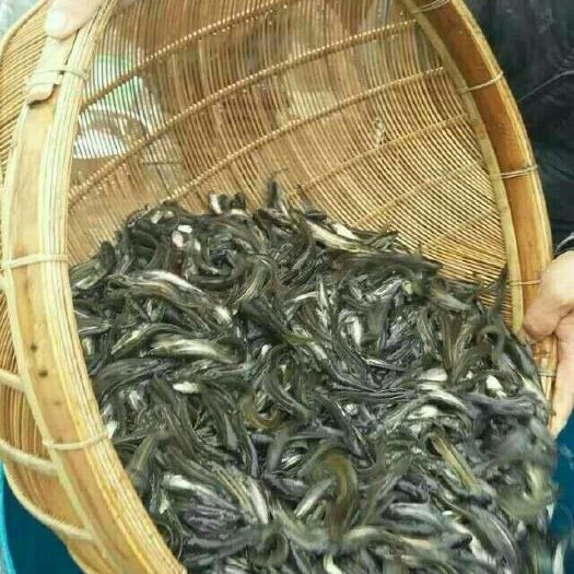 简阳市怀鲶鱼苗 