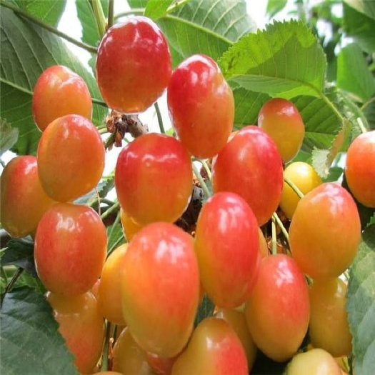 平邑县黄蜜樱桃苗 