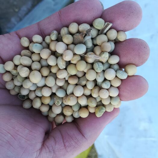 萝北县黑龙江大豆 生大豆 4等品 