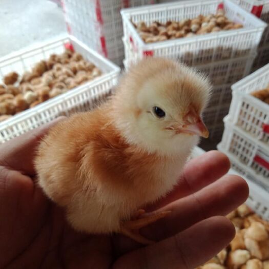 怀宁县土鸡苗 