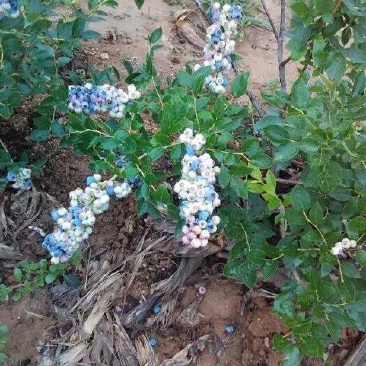 平邑县兔眼蓝莓苗 