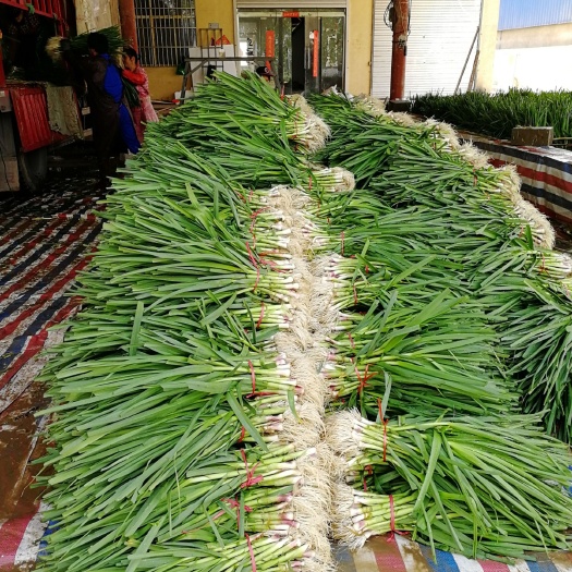 丰县红根蒜苗 60 - 70cm