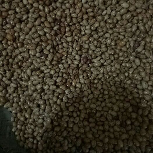 重庆市奶花芸豆 