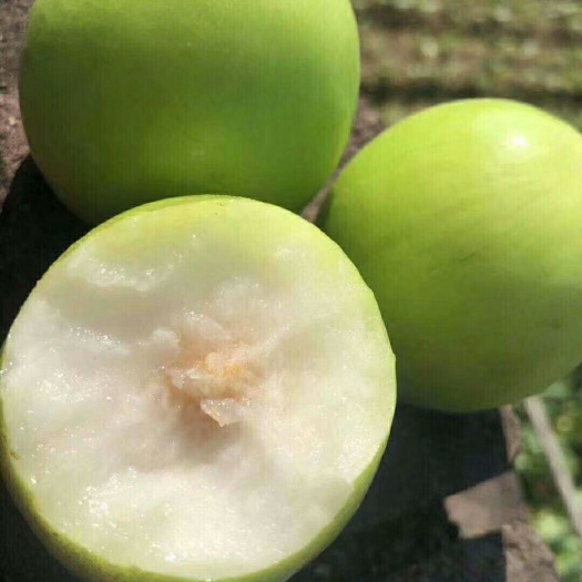 灵山县大青枣苗 嫁接苗，耐寒品种