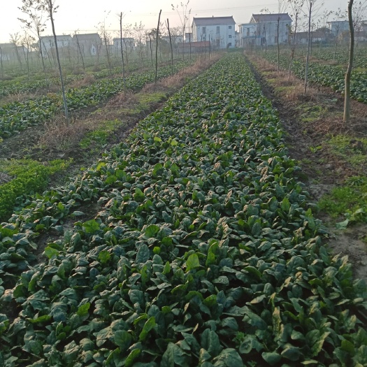 南通越冬菠菜 30~35cm 