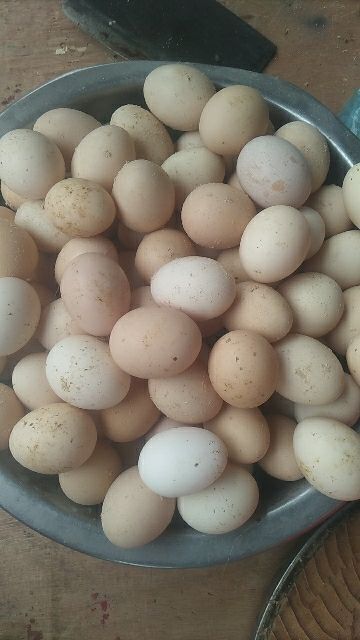 清远土鸡蛋 食用 简包装 