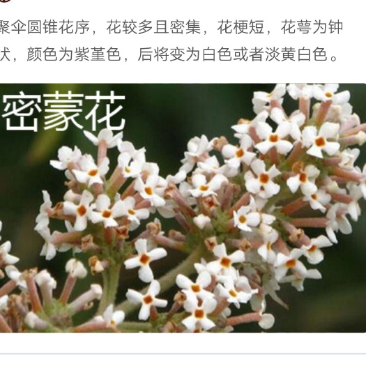 个旧市密蒙花 