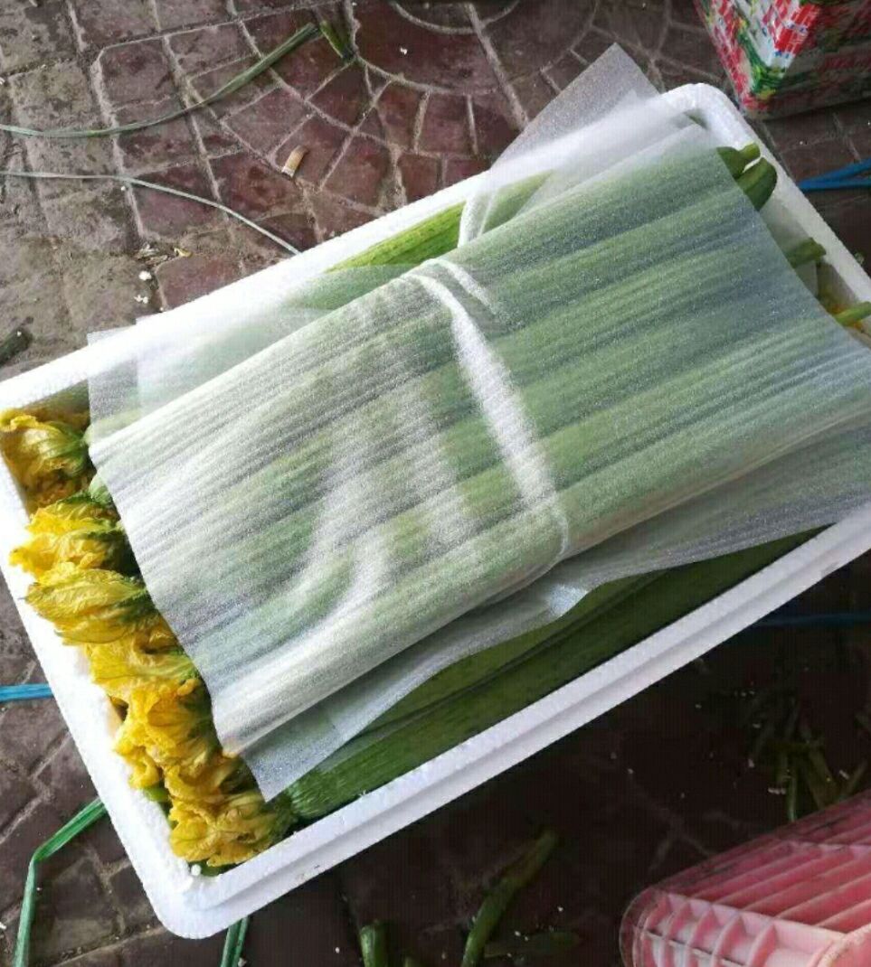  鲜花丝瓜色绿条直瓜长40-50公分量大可长年供应