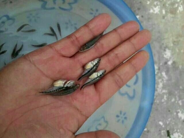 简阳市鲈鱼苗 