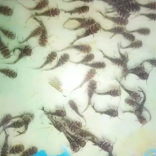 简阳市黄颡鱼苗 